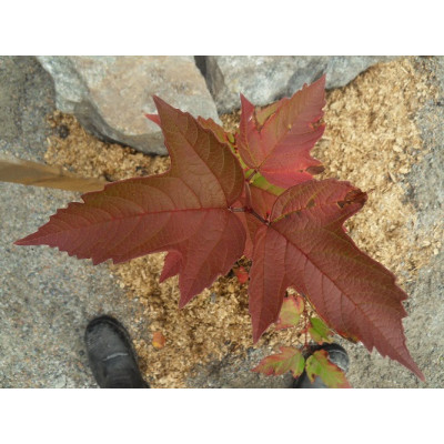 Rusoheisi ’Onondaga’ (Viburnum sargentii 'Onondaga')